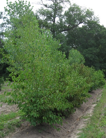 معرفی و راهنمای پرورش درختان زینتی - بداغ